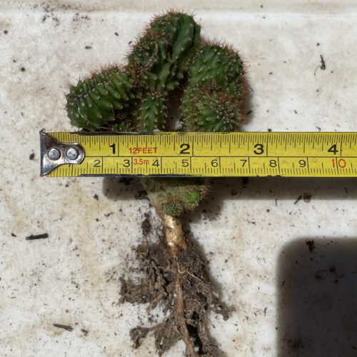 Crested TPC x KT-Ogun Seedling (D)