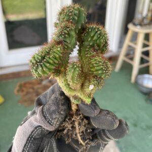 Crested TPC x KT-Ogun Seedling (D)
