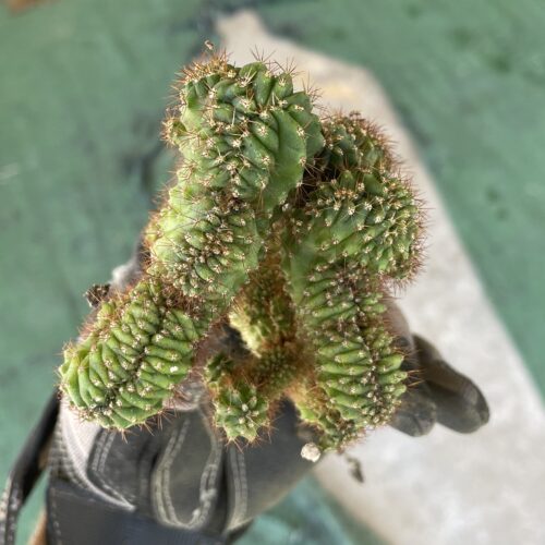 Crested TPC x KT-Ogun Seedling (D)