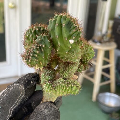 Crested TPC x KT-Ogun Seedling (D)