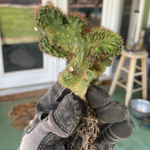 Crested TPC x KT-Ogun Seedling (D)