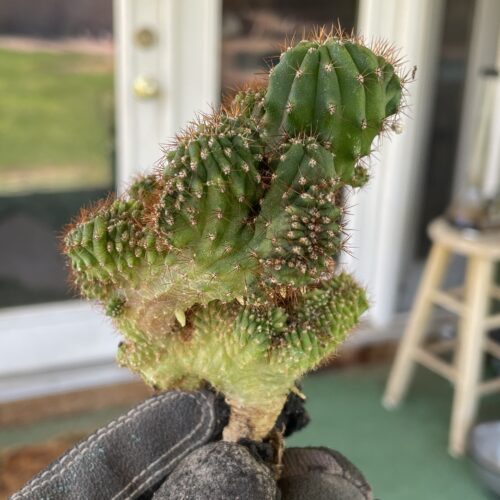 Crested TPC x KT-Ogun Seedling (D)