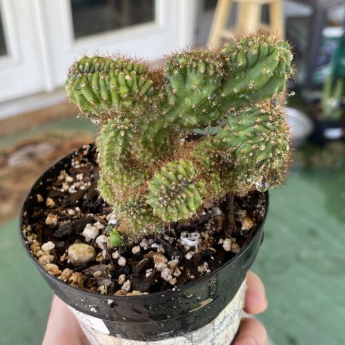 Crested TPC x KT-Ogun Seedling (D)