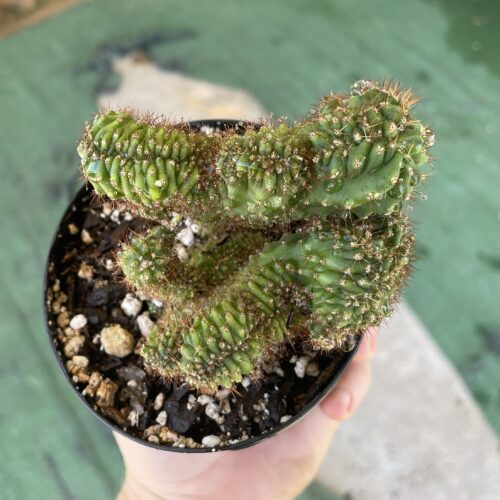 Crested TPC x KT-Ogun Seedling (D)