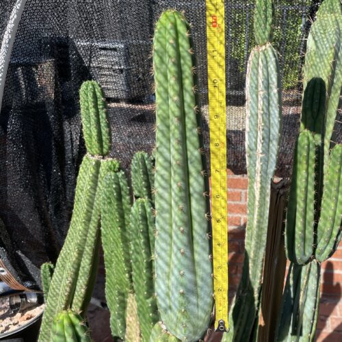 13 inch San Pedro "TPQC" Cutting