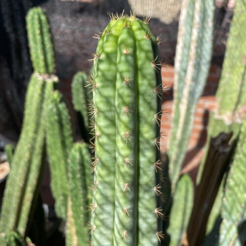 13 inch San Pedro "TPQC" Cutting