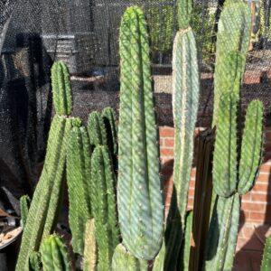 13 inch San Pedro "TPQC" Cutting