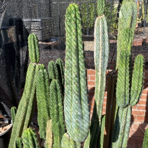 13 inch San Pedro "TPQC" Cutting