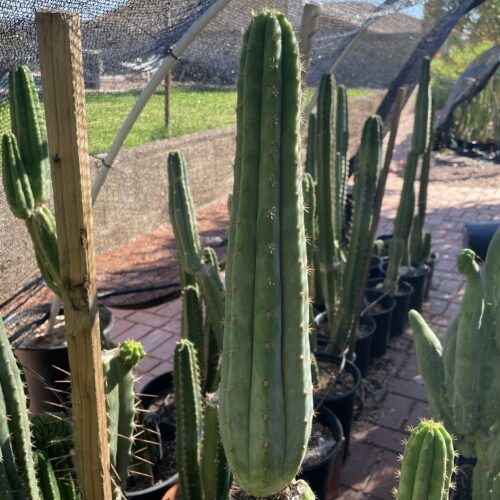 13 inch San Pedro "TPQC" Cutting
