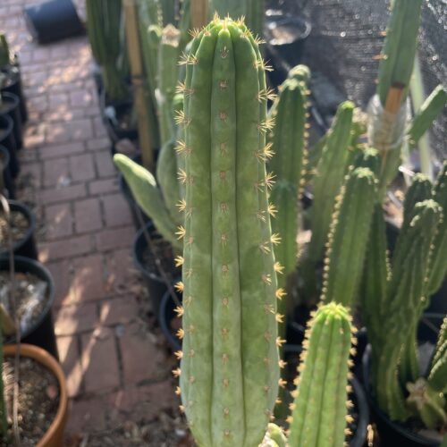 13 inch San Pedro "TPQC" Cutting