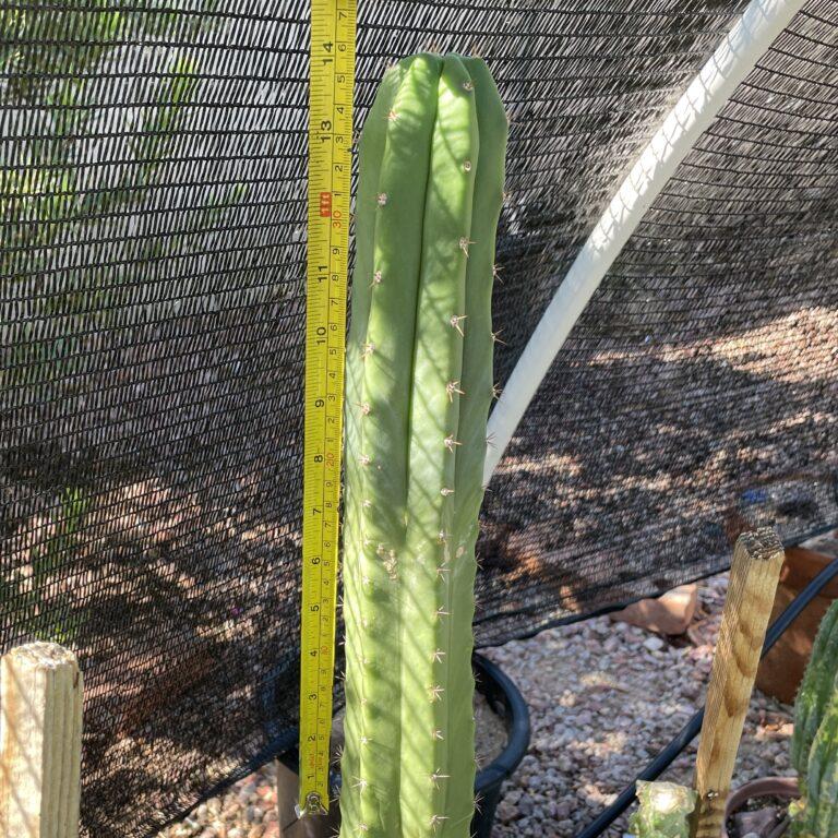 14 inch T. Pachanoi "San Pedro" Cutting