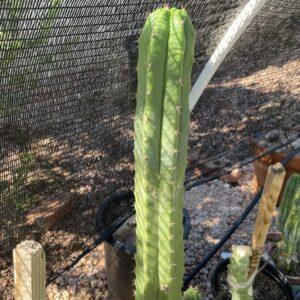 14 inch T. Pachanoi "San Pedro" Cutting