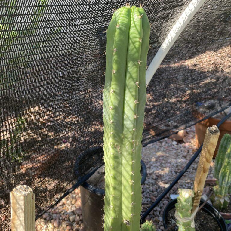 14 inch T. Pachanoi "San Pedro" Cutting