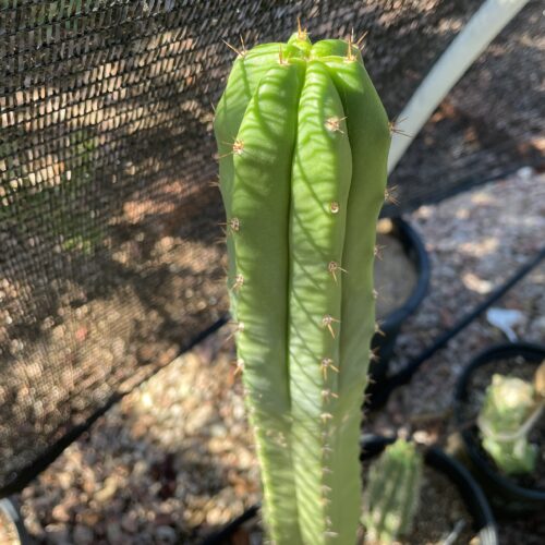 14 inch T. Pachanoi "San Pedro" Cutting