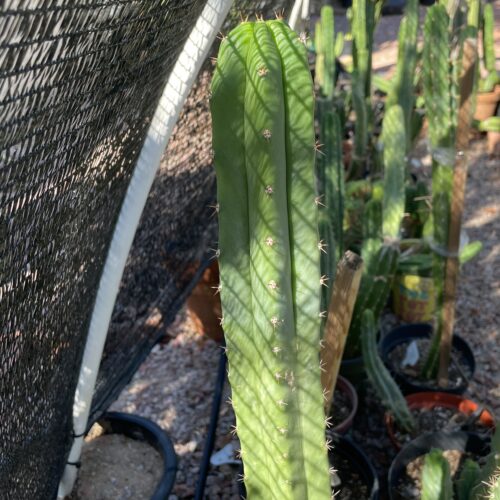 14 inch T. Pachanoi "San Pedro" Cutting