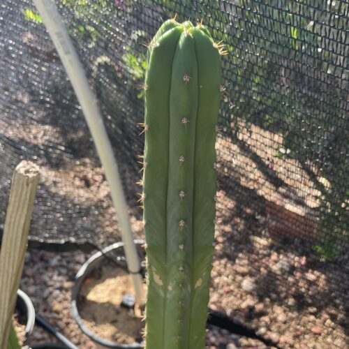14 inch T. Pachanoi "San Pedro" Cutting