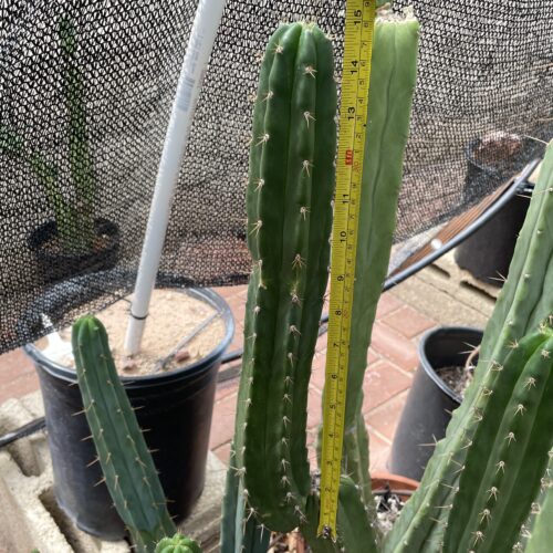 15 inch Peruvian Torch "Rahuapampa" Cutting