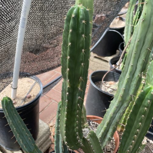 15 inch Peruvian Torch "Rahuapampa" Cutting