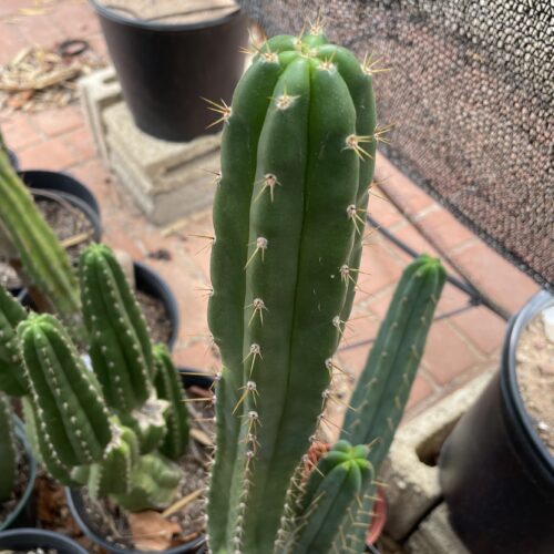 15 inch Peruvian Torch "Rahuapampa" Cutting