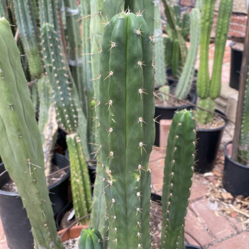 15 inch Peruvian Torch "Rahuapampa" Cutting