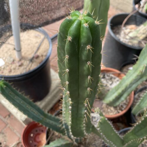 15 inch Peruvian Torch "Rahuapampa" Cutting
