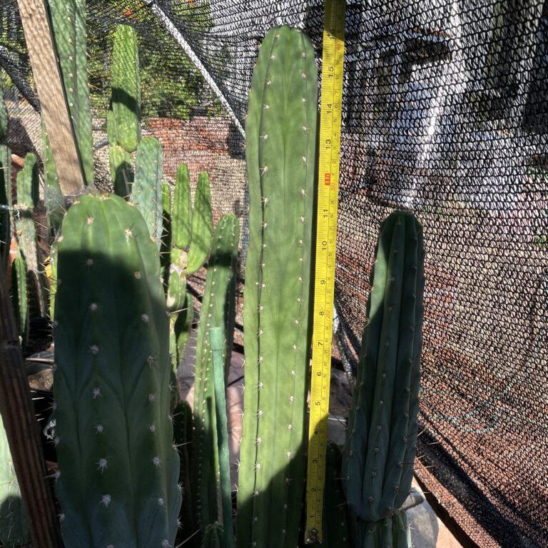 16 inch T. Pachanoi "San Pedro" Cutting