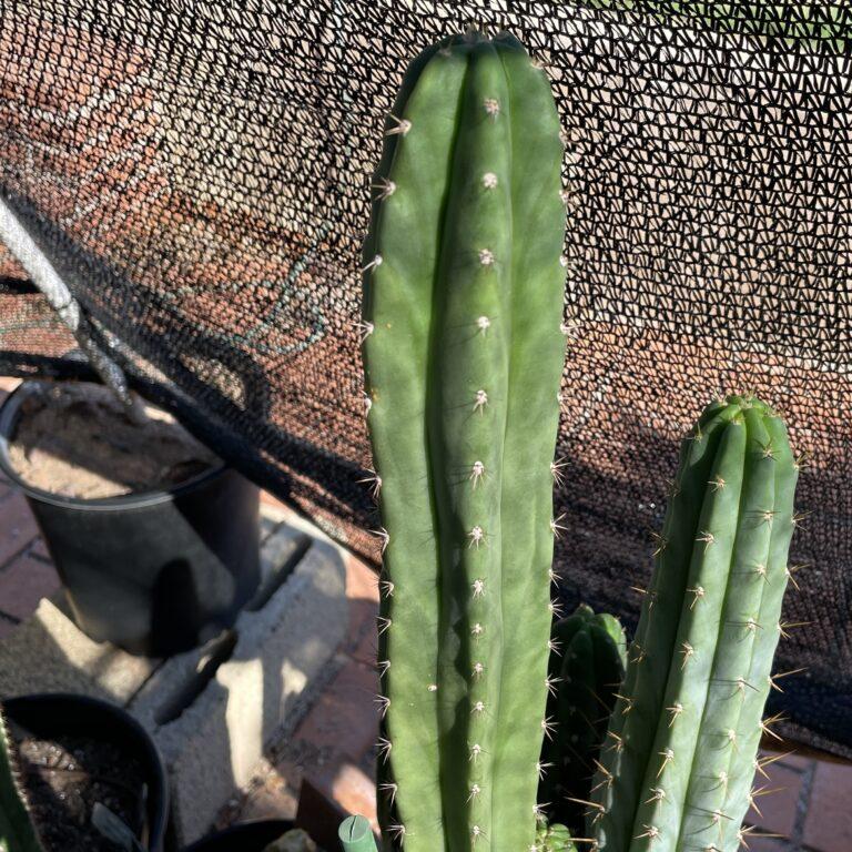 16 inch T. Pachanoi "San Pedro" Cutting