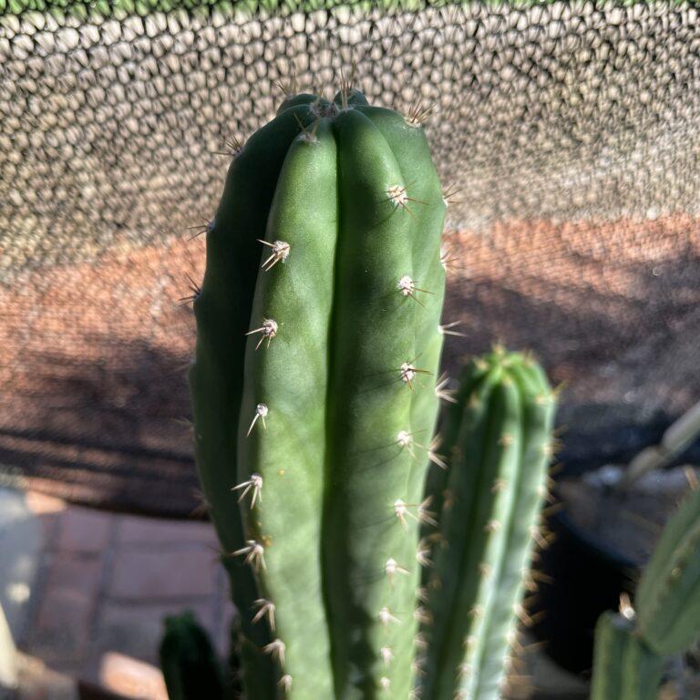 16 inch T. Pachanoi "San Pedro" Cutting