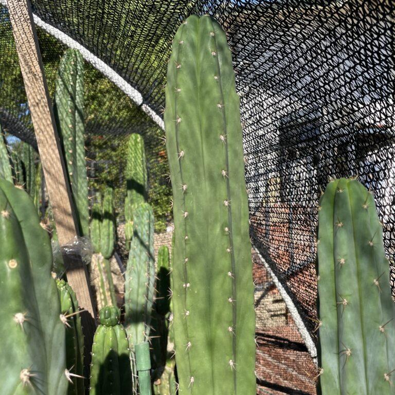 16 inch T. Pachanoi "San Pedro" Cutting