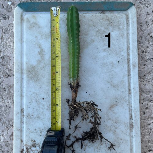 Bridgesii "Eileen x SS02" Seedling #1