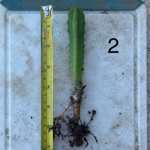Bridgesii "Eileen x SS02" Seedling #2