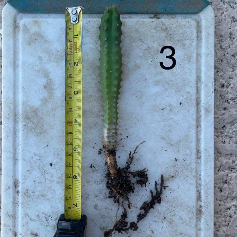 Bridgesii "Eileen x SS02" Seedling #3