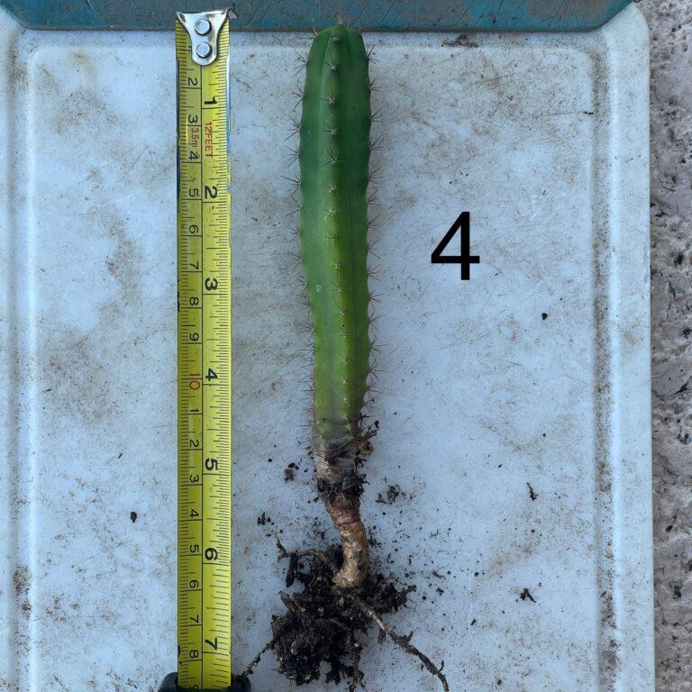 Bridgesii "Eileen x SS02" Seedling #4