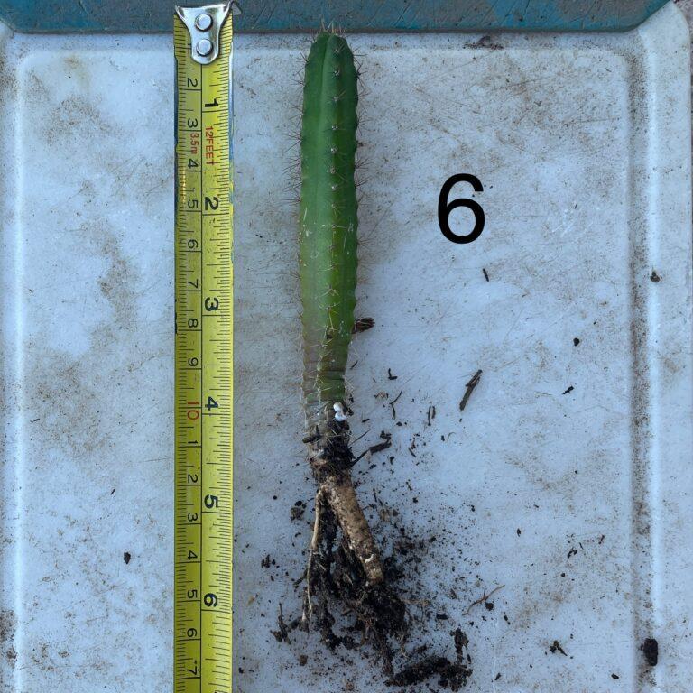 Bridgesii "Eileen x SS02" Seedling #6