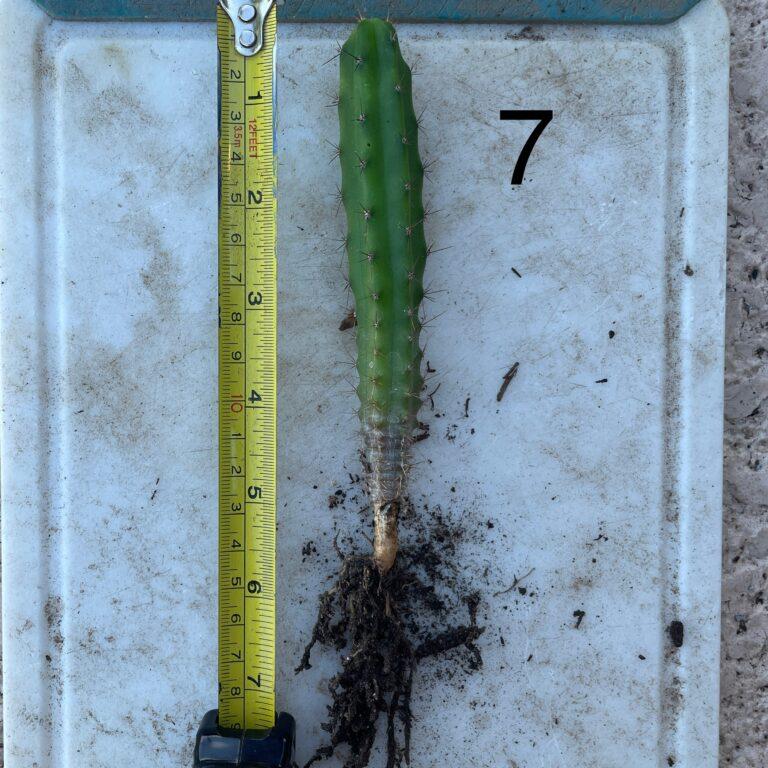 Bridgesii "Eileen x SS02" Seedling #7