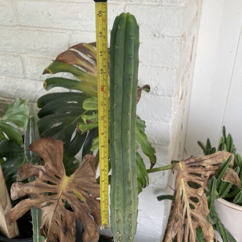 16 inch Bridgesii "Helen x SS02" Cutting