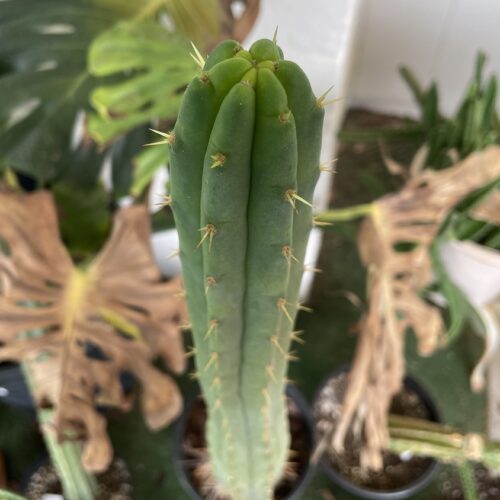16 inch Bridgesii "Helen x SS02" Cutting
