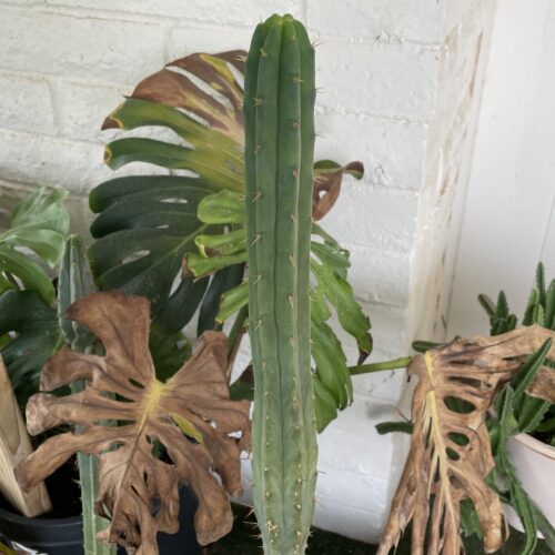 16 inch Bridgesii "Helen x SS02" Cutting