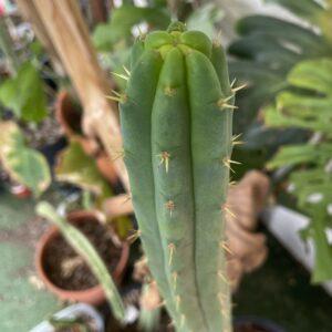 16 inch Bridgesii "Helen x SS02" Cutting
