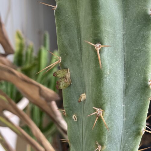 16 inch Bridgesii "Helen x SS02" Cutting