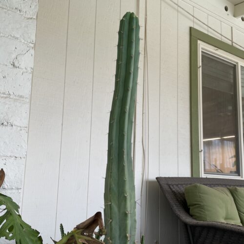 16 inch Bridgesii "Helen x SS02" Cutting