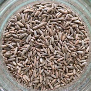 Dry rye berries