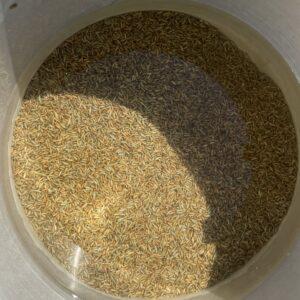 Clear water after cleaning the rye berries