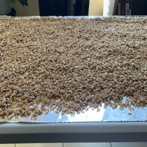 Rye berries spread out to dry after cooking