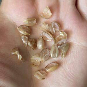 Bursted rye berries