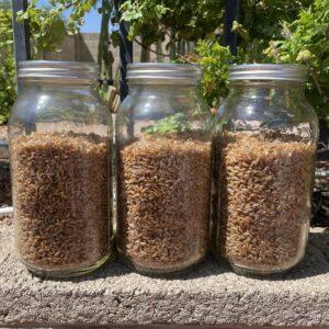 Three 64oz mason jars filled 3/4s of the way with hydrated rye berries