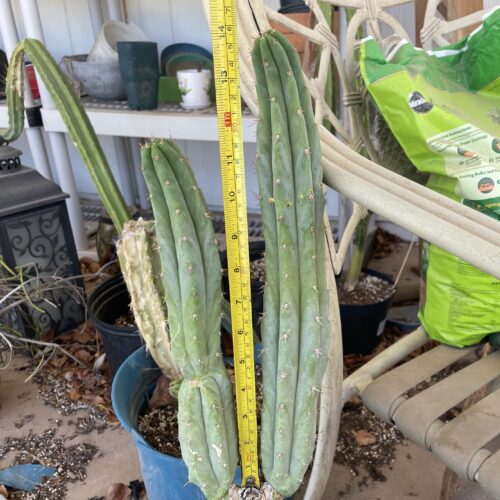 14 inch Peru x Bridgesii "Serra Blue x SS02" Cutting