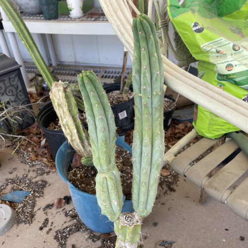 14 inch Peru x Bridgesii "Serra Blue x SS02" Cutting
