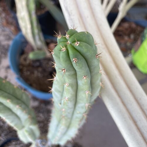 14 inch Peru x Bridgesii "Serra Blue x SS02" Cutting
