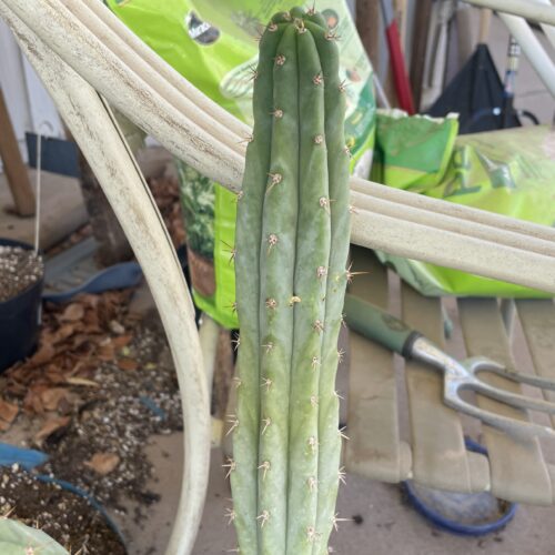 14 inch Peru x Bridgesii "Serra Blue x SS02" Cutting